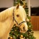 Kantar QHP ''Christmas'' Snowman