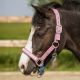Kantar QHP ''Rosalynn'' wiosna/lato 2026 Pink/Blue