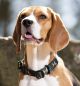Obroża półzaciskowa dla psa HKM "Beagle" Deep Green