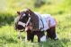 Zestaw HKM dla konika "Cuddle Pony" Pink