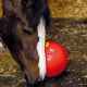 Zabawka dla koni Likit "Snak a Ball"