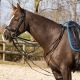 Czarna wodza QHP ''Basic Pro''
