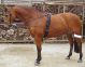 System do lonżowania Harry's Horse 24h