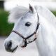 Kantar źrebięcy Harry's Horse "Crystal Rosegold"