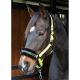Kantar Harry's Horse ''Hey Big Spender''