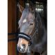 Kantar Harry's Horse ''Partner in Crime'' 24h