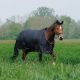 Derka padokowa Equi Theme “TYREX 600D Turnout" 150g