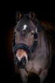 Kantar Lovequestrian "Elegance Black & Silver" 24h