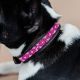 Obroża dla psa Kentucky "Pearls" Pink