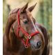 Kantar Waldhausen "Satin" Red 24h