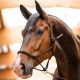 Halter Waldhausen