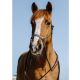 Halter do jazdy Norton "Fancy"