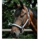 Kantar Equi Theme "Glowy"