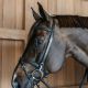 Ogłowie Dy'on "Training Bridle WO" Black