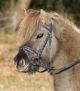 Ogłowie na kucyka Waldhausen "Unicorn"