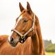Kantar Lovequestrian "Gold Glitter" 24h