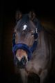 Kantar Lovequestrian "Elegant Navy & Silver" 24h