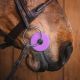 Gumki do wędzidła Fager "Bit Guards" Purple