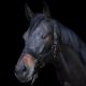 Kantar źrebięcy Imperial Riding "Yearling" Black