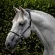 Kantar skórzany Premiere Equine "Hennaroso"