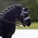 Ogłowie dla konika LeMieux "Toy Pony" Black