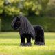 Konik LeMieux ''Toy Pony'' Spike