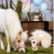 Hobby Horse Lemieux ''Lemon''