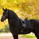 Czaprak ujeżdżeniowy LeMieux ''Essence'' Dressage Square jesień/zima 2025 Black