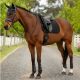 Czaprak ujeżdżeniowy LeMieux ''Air-Tek Mesh Dressage'' Black