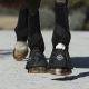 Kalosze LeMieux "ProShell Over" Black