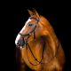 Ogłowie anatomiczne Horseware "Micklem 2 deLuxe Competition Bridle"