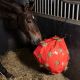 Worek na siano Imperial Riding "Apple"