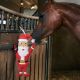 Zabawka dla konia Imperial Riding "Santa" 24h