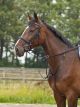 Wytok Busse "Standard Pro"