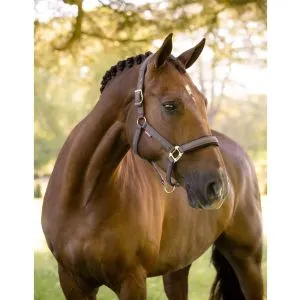 Kantar LeMieux "Heritage Headcollar" jesień/zima 2026 Cocoa